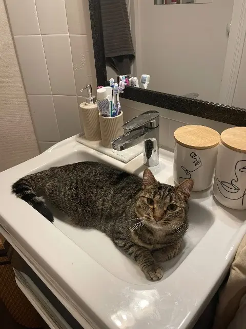 chatte lost   03100 Montluçon Thala