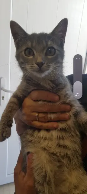 chatte lost   03200 Abrest Tina