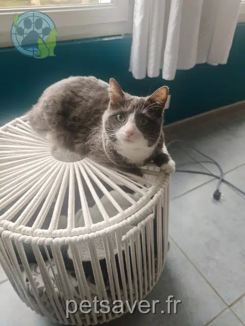 cat lost   03800 Bègues Uma