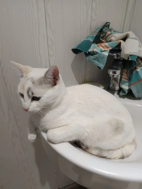 chatte lost   04800 Gréoux-les-Bains Bulma