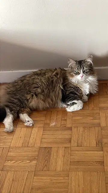 chatte lost   04860 Pierrevert Dune