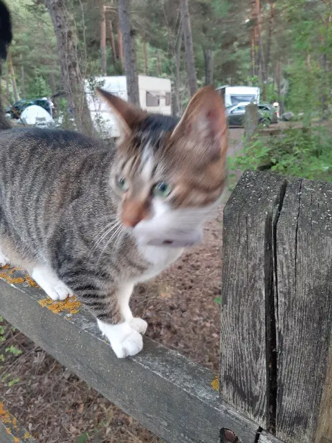 chatte lost   04400 Saint-Pons Ficelle