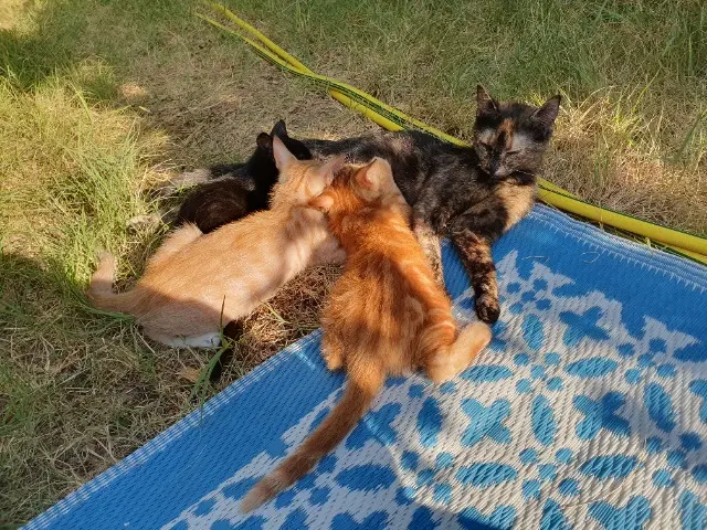 chatte lost   05110 Claret Isis