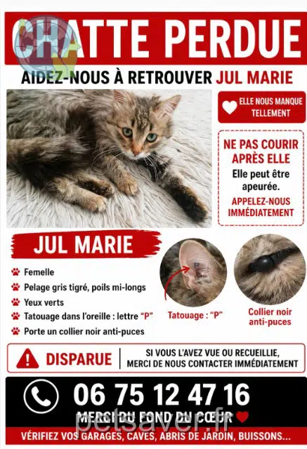 chatte lost   04220 Corbières-en-Provence Jul