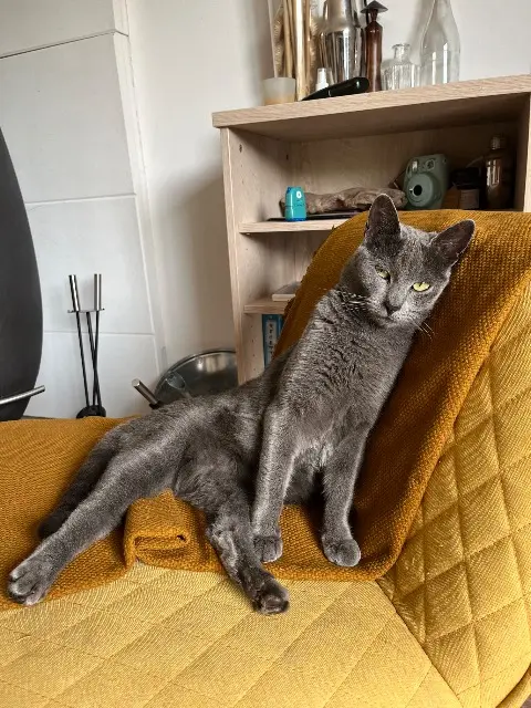 chatte lost   04860 Pierrevert Lilou
