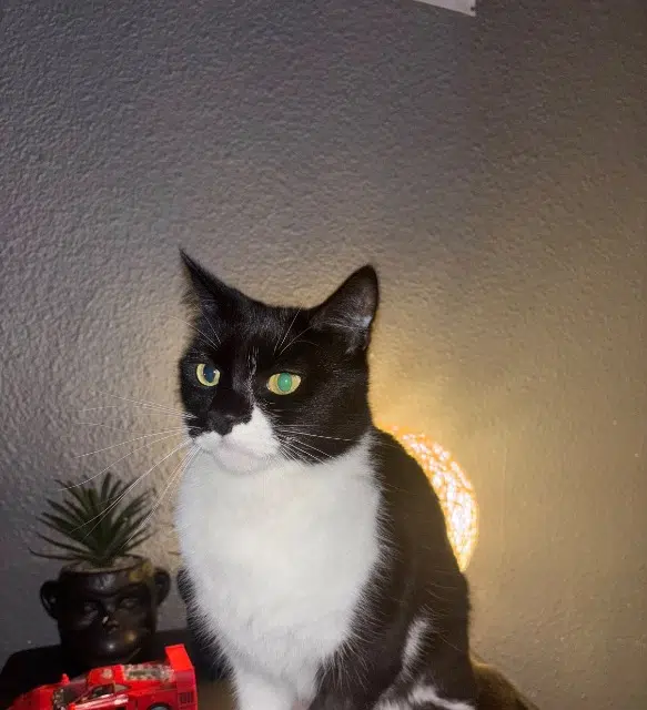 chatte lost   04310 Peyruis Maya