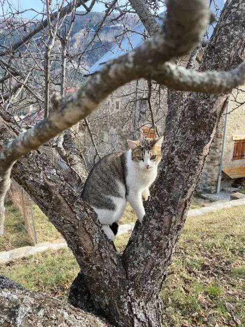 chatte lost   04170 Saint-André-les-Alpes Maï