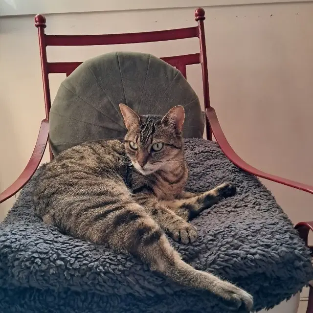 chatte lost   04000 Digne-les-Bains Mum