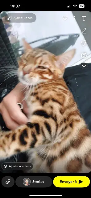 chatte lost   04100 Manosque Nala