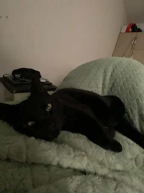 chatte lost   04100 Manosque Patate