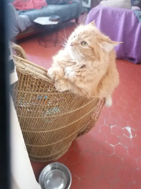 chatte lost   04200 Sisteron Pomponette