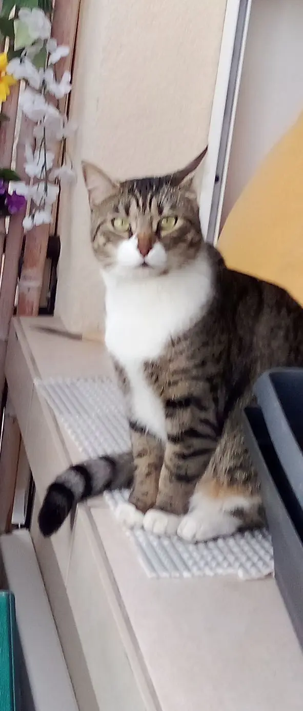 chatte lost   04860 Pierrevert Rhea