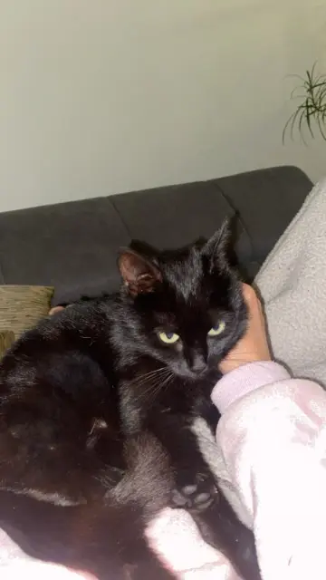 cat lost   04300 Mane Ynaya