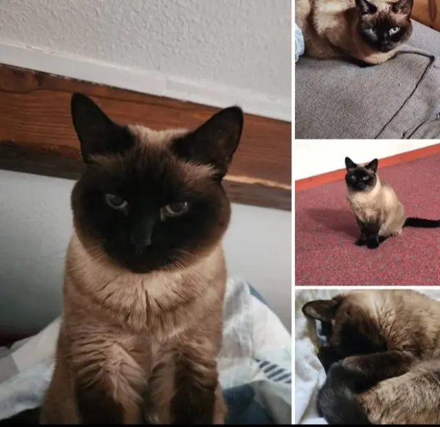 chatte lost   05600 Eygliers Cachette