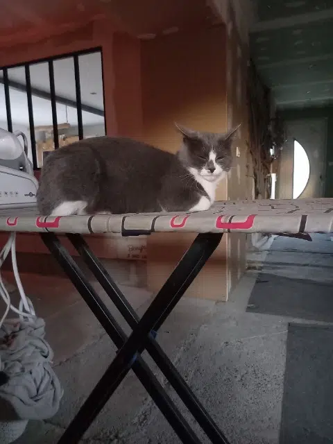 chatte lost   05400 Montmaur Choupie