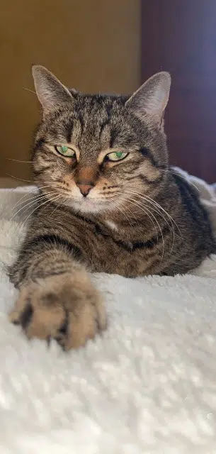 chatte lost   05600 Saint-Crépin Coca