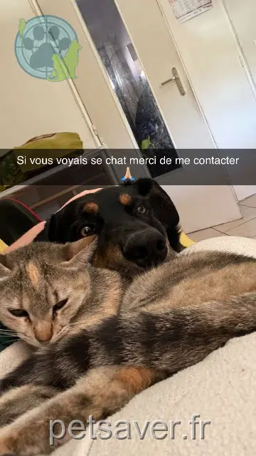 Katze lost   05000 Gap Manouche