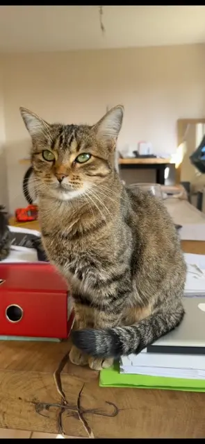 cat lost   05000 Gap Mia