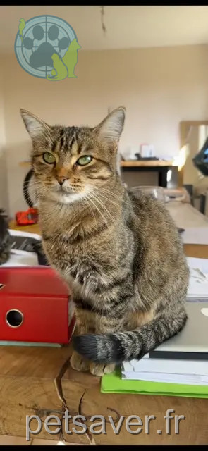 chatte perdue 05000 Gap Mia chatte lost 05000 Gap Mia