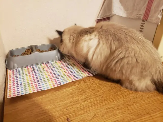 chatte lost   05400 Veynes Minette