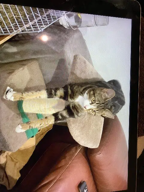 chatte lost   05000 Gap Nala