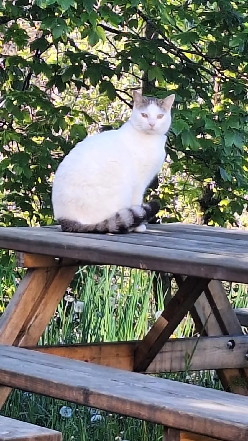 Chatte Perdue 05 Hautes-Alpes - Poupette Chatte Perdue 05 Hautes-Alpes - Poupette