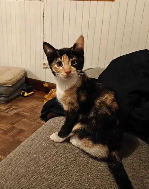 chatte lost   05380 Châteauroux-les-Alpes Salem