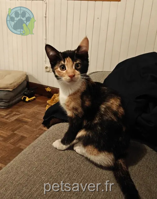 Katze vermisst 05380 Châteauroux-les-Alpes Salem Katze lost 05380 Châteauroux-les-Alpes Salem