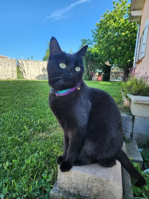 chatte lost   05130 Tallard Sambie