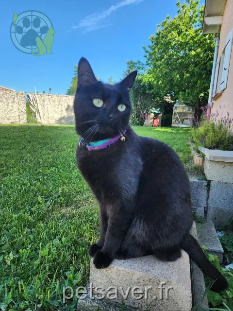 cat lost 05130 Tallard Sambie cat lost 05130 Tallard Sambie