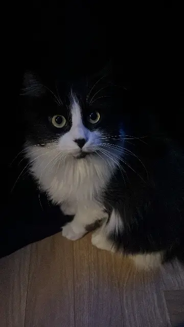 chatte lost   05000 Gap Samouraï