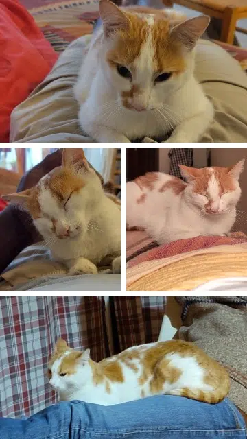 chatte lost   05000 Gap Souris