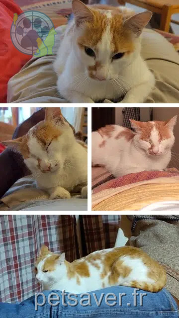 cat lost 05000 Gap Souris cat lost 05000 Gap Souris