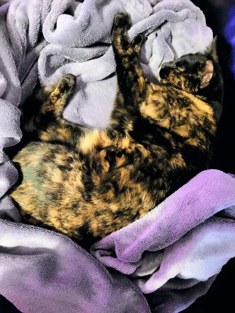 cat lost   05000 Gap Zounie