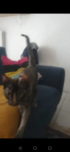 chatte lost    Cannes Aby