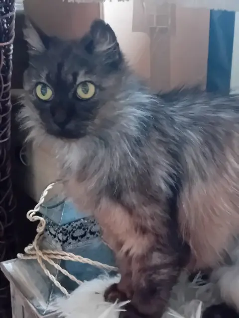 chatte lost   06530 Cabris Akoïa