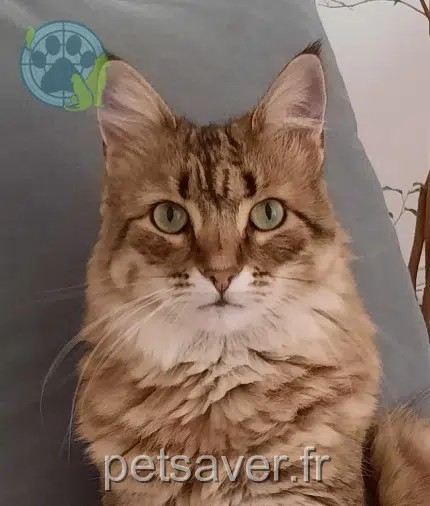 chatte lost 06700 Saint-Laurent-du-Var Amalthéa