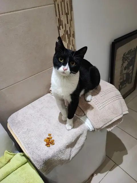 chatte lost   06110 Le Cannet Annabelle