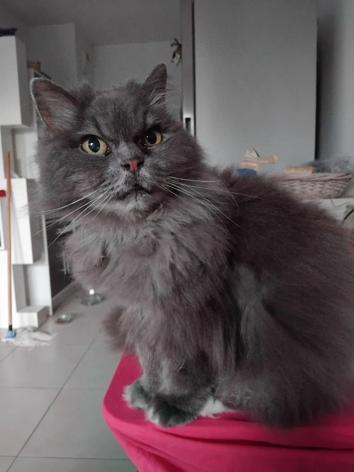 Chatte Perdue 06 Alpes-Maritimes - Api Chatte Perdue 06 Alpes-Maritimes - Api