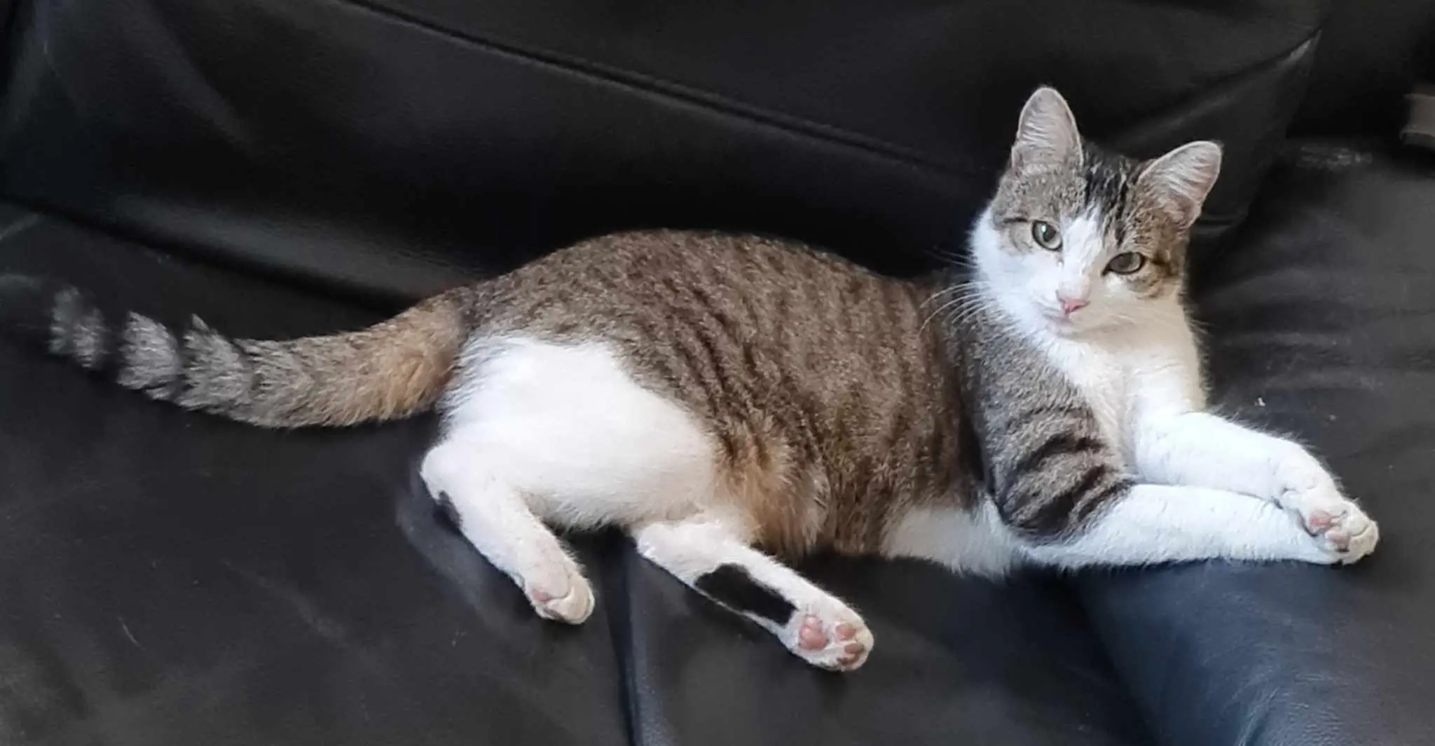 Chatte Perdue 06 Alpes-Maritimes - Arwenn Chatte Perdue 06 Alpes-Maritimes - Arwenn