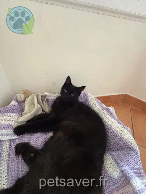 cat lost 06390 Contes Bagherra cat lost 06390 Contes Bagherra