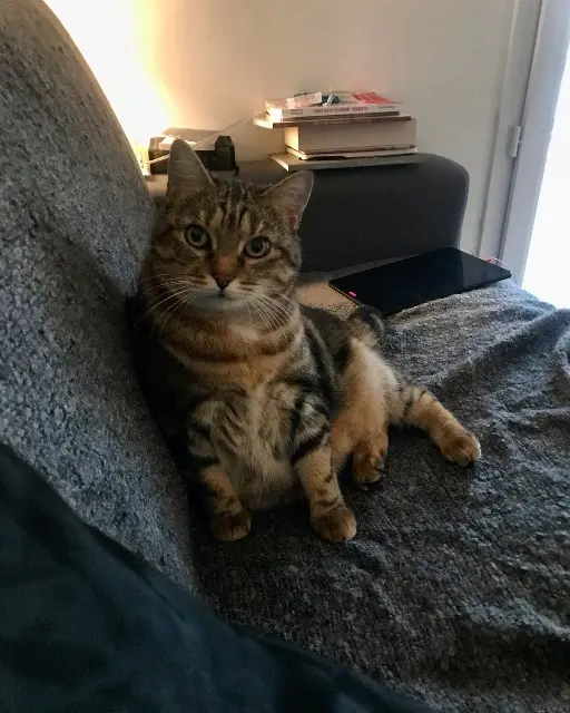 kat vermist 06510 Gattières Bella kat lost 06510 Gattières Bella