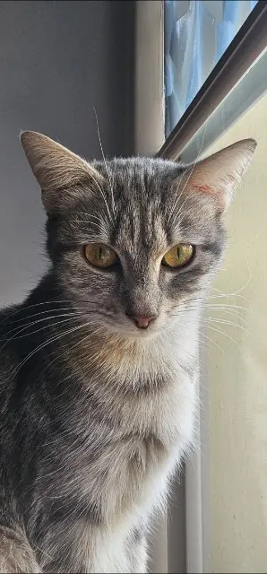 chatte lost    Cannes Bella