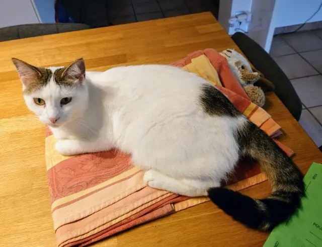chatte lost    Antibes Bianca