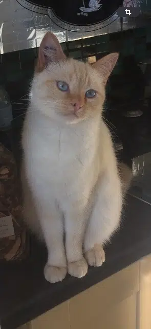 chatte lost   06550 La Roquette-sur-Siagne Bianca