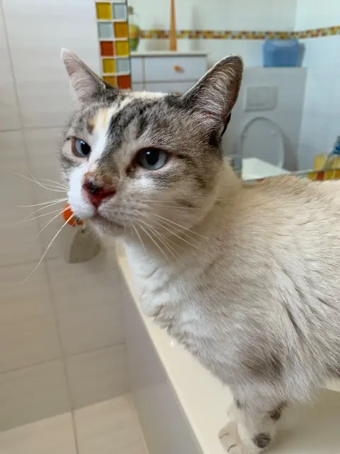 chatte lost   06210 Mandelieu-la-Napoule Bicy