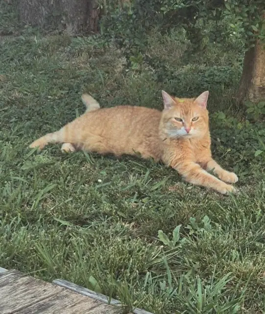 chatte lost   06140 Vence Boo