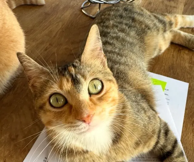 chatte lost   06800 Cagnes-sur-Mer Boulette