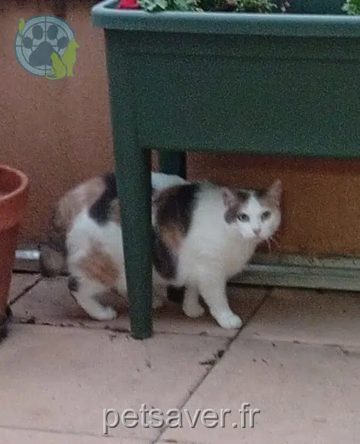 chatte lost 06500 Sainte-Agnès Cacahuète