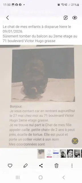 cat lost    Grasse Caille